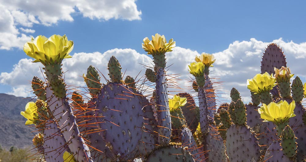 Cactus blooms