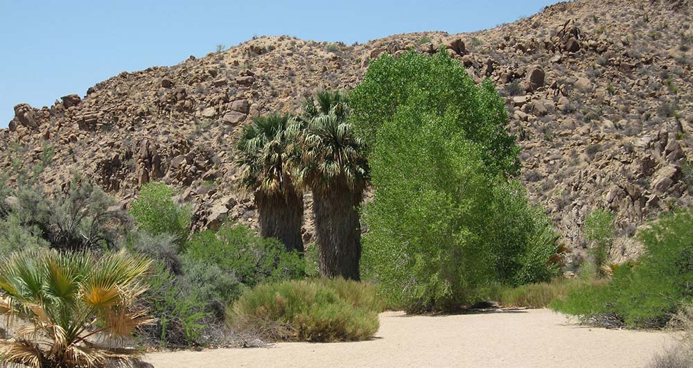 Cottonwood Springs in JTNP